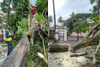 Mangaluru: Tree uprooted at Lalbagh due to heavy rain; no injuries reported